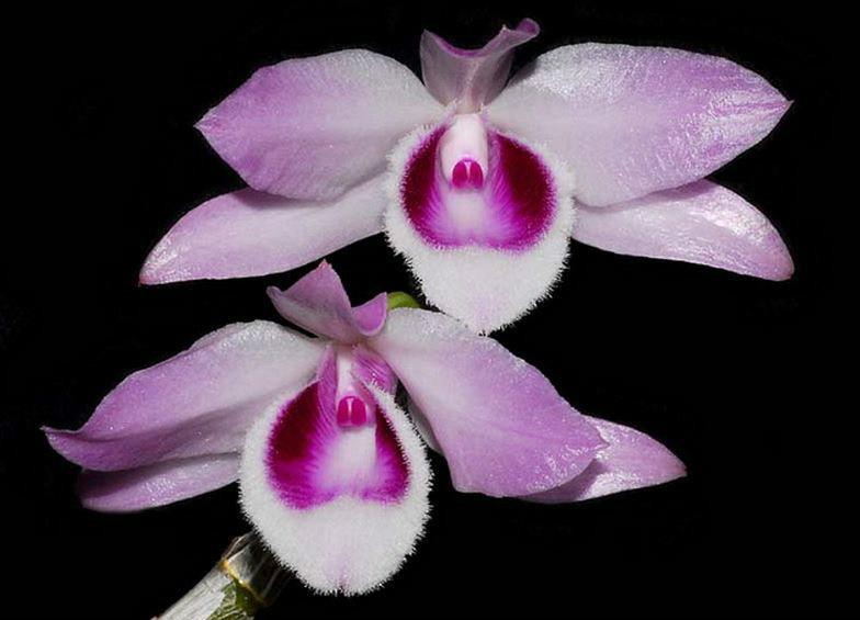  p>紫瓣石斛(学名: i>dendrobium parishii /i>  rchb. f.