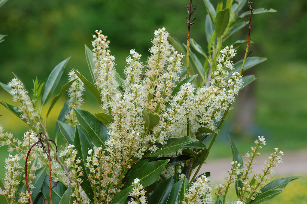  p>桂樱(学名: i>prunus /i>  i>laurocerasus /i> l.