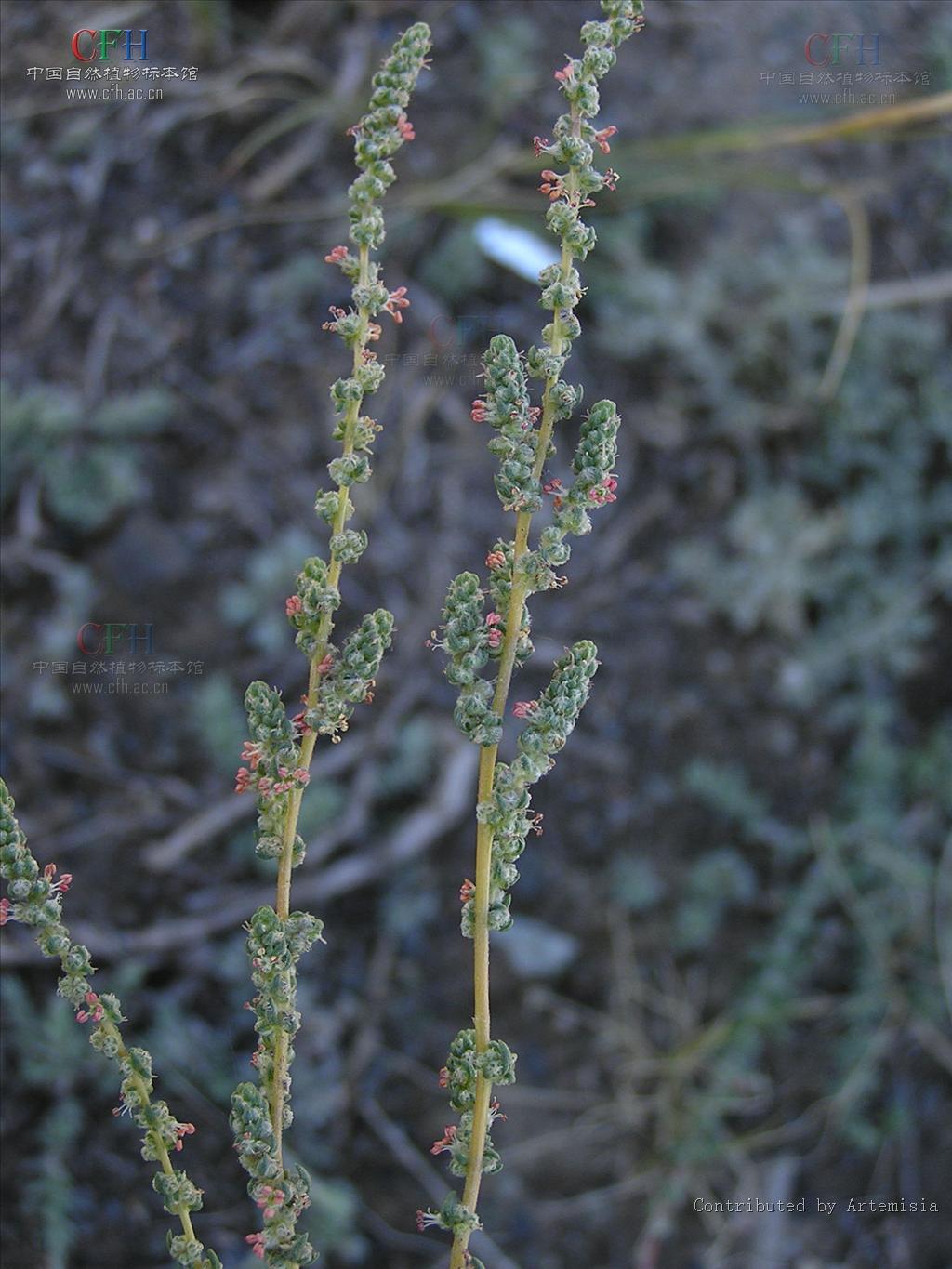  p>地肤( i>kochia scoparia /i> (l.) schrad.