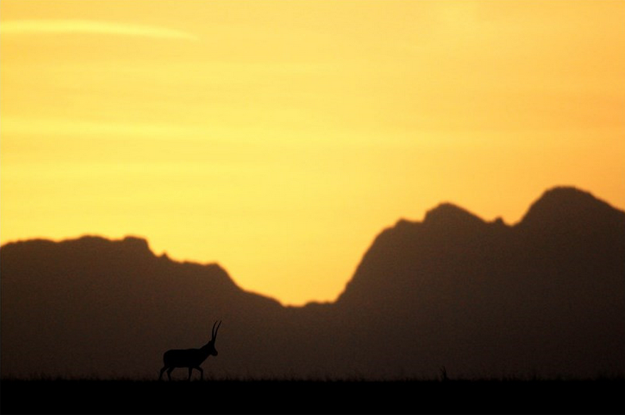  p>郑义,风光摄影家,动物摄影家,活跃于摩旅圈,被誉为"中国哈雷的精神