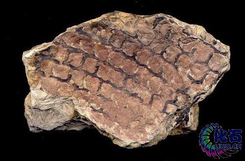  p>鳞木(lepidodendron)是石松类(化石)类中已绝灭的鳞木(lepi-doden