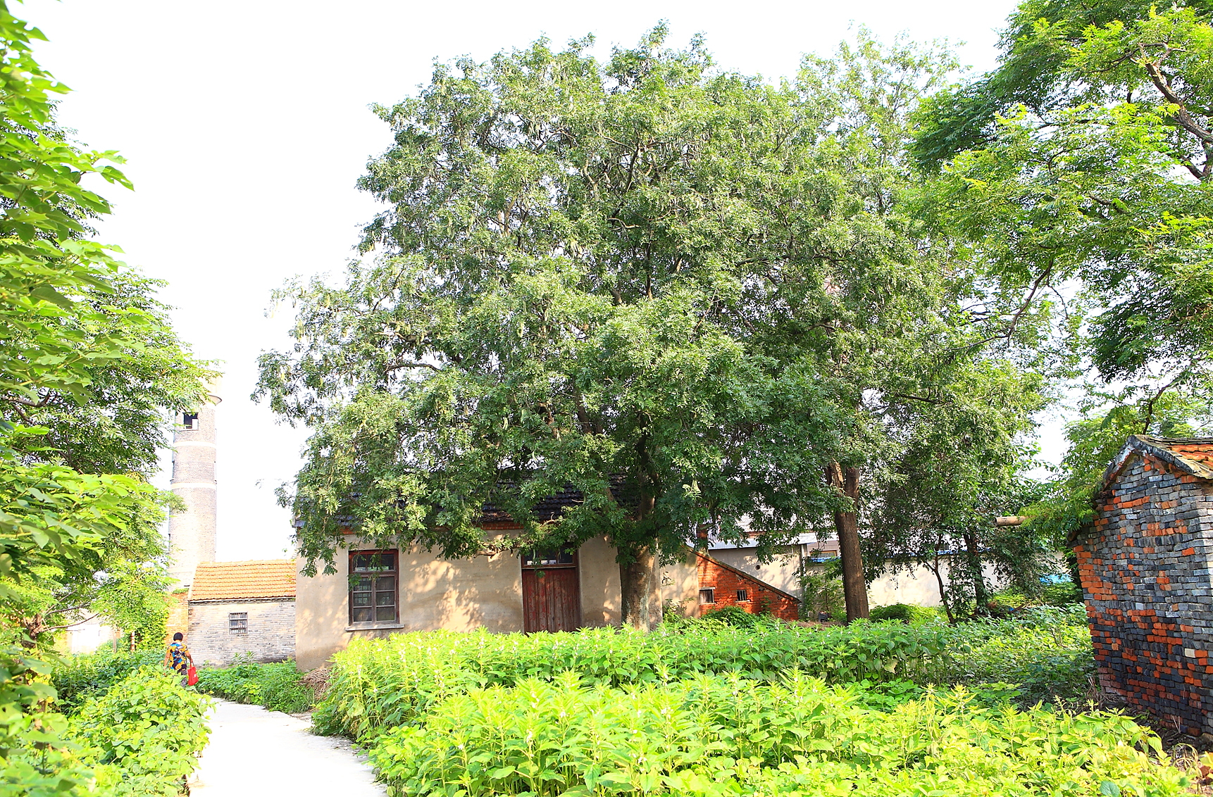  p>伍佑古皂荚树 /p> p>位于盐城市亭湖区伍佑镇,树龄150年左右,树有