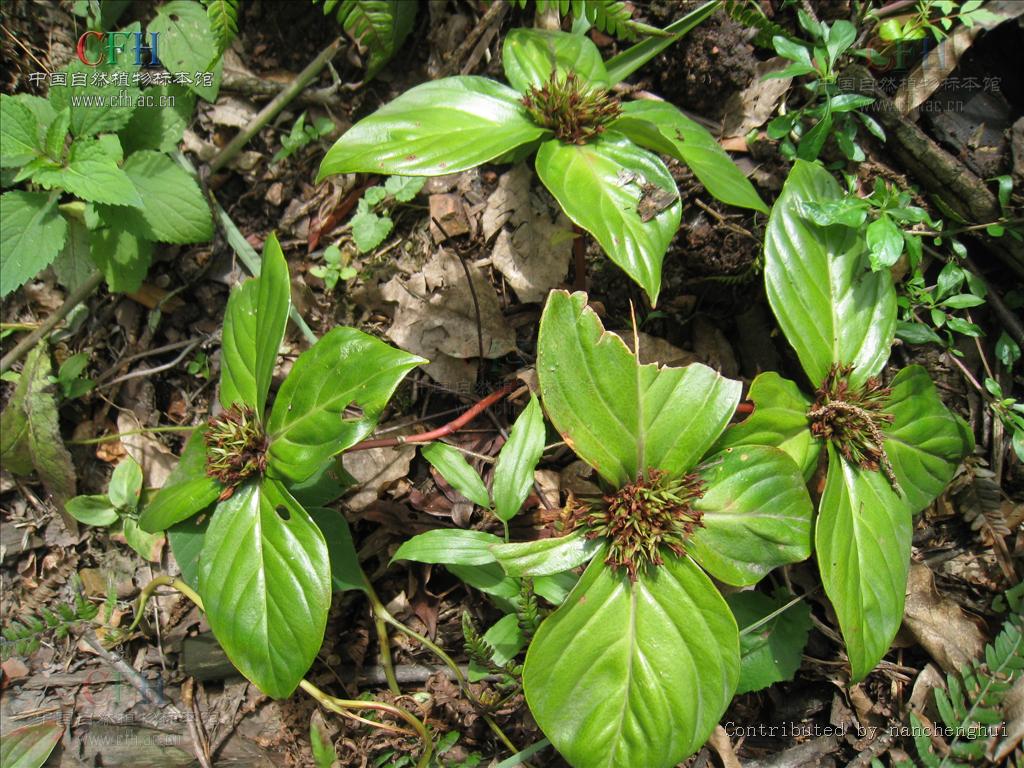  p> b>落地梅 /b>(学名: i>lysimachia paridiformis /i>)为 a target