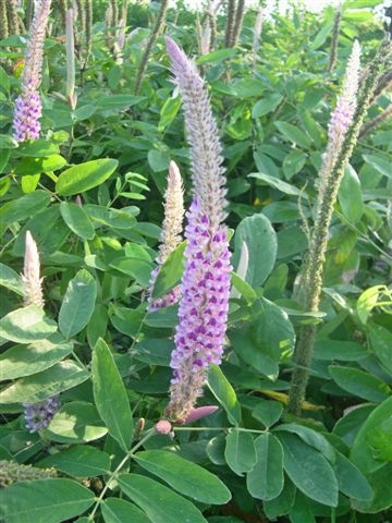  p>与原变种金猫尾var.