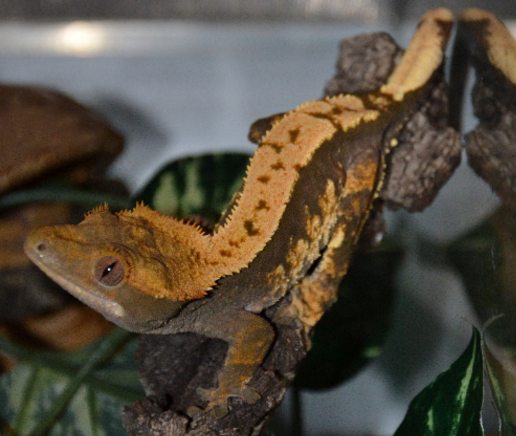  p>睫角守宫(学名: i>correlophus ciliatus /i>):是蜥蜴目,壁虎科