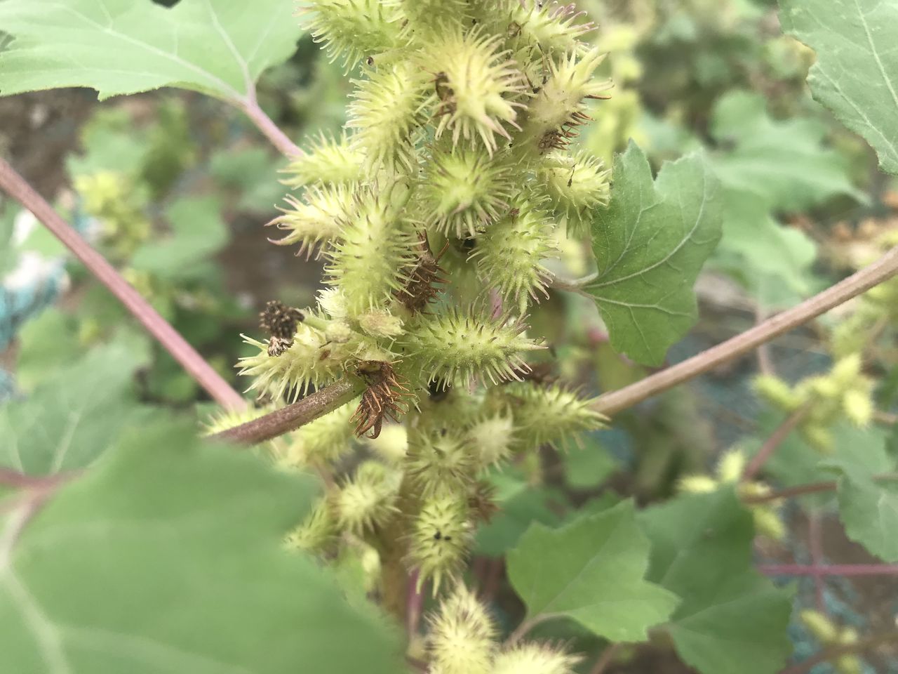 sibiricum /i> patrin ex widder)是菊科,苍耳属一年生草本植物,高