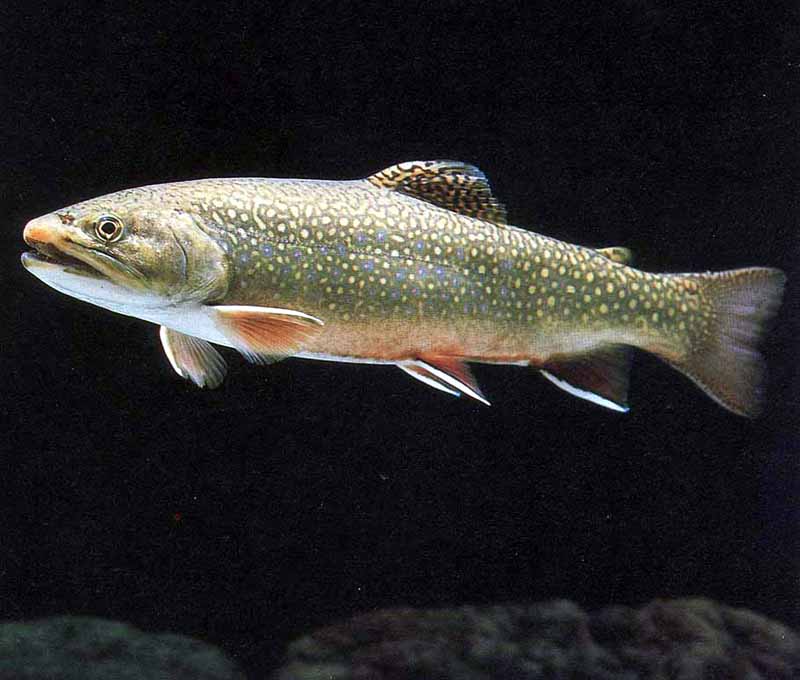 鳟鱼是一群分类上属于鲑科鲑亚科的鱼类的俗名.