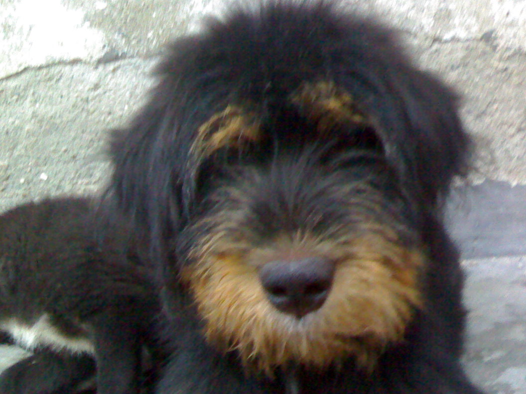 两种大型犬:一,西藏大良种犬(藏獒)tibetan masitiff  二,西藏大狮子