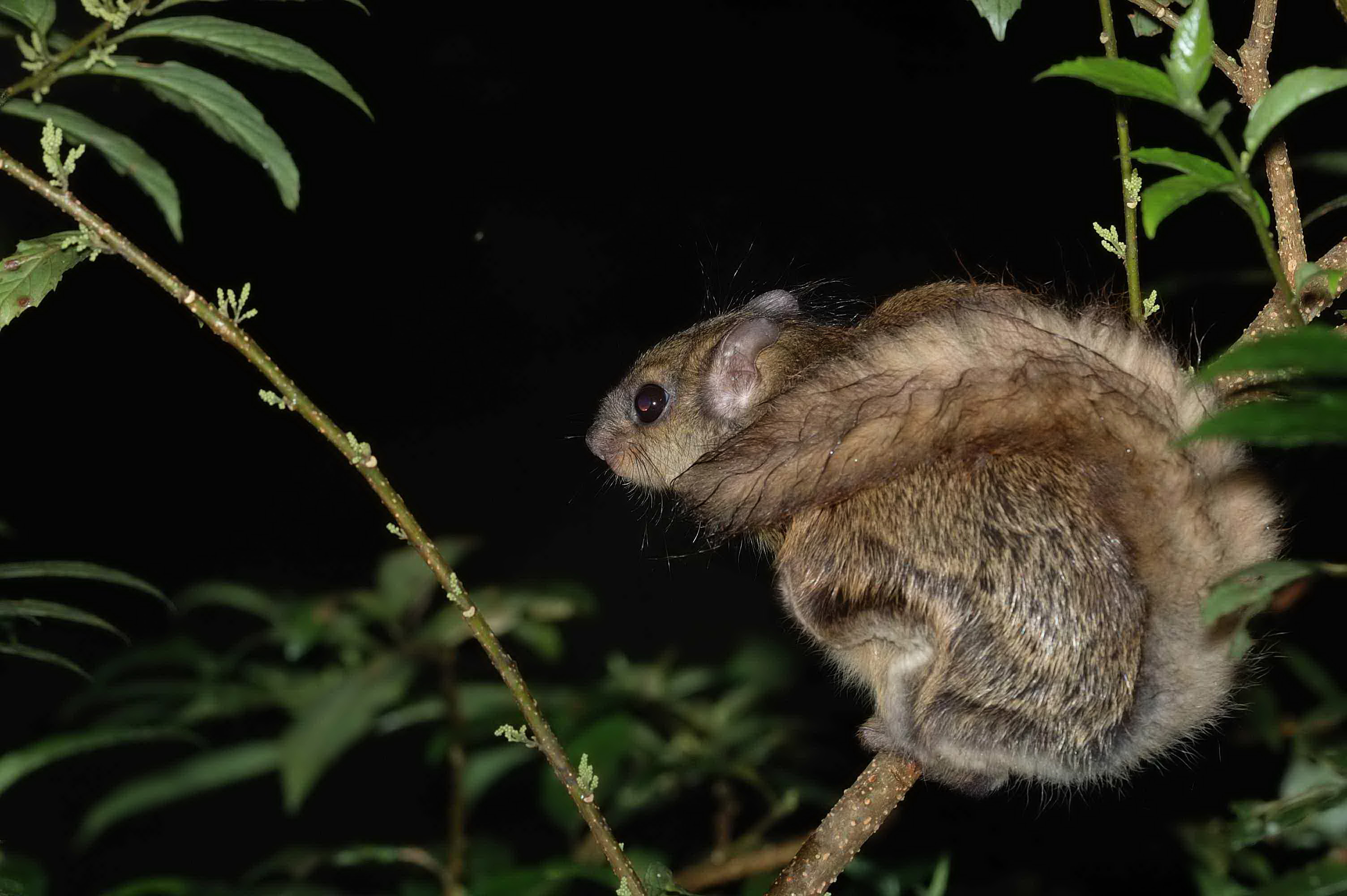 台湾鼯鼠