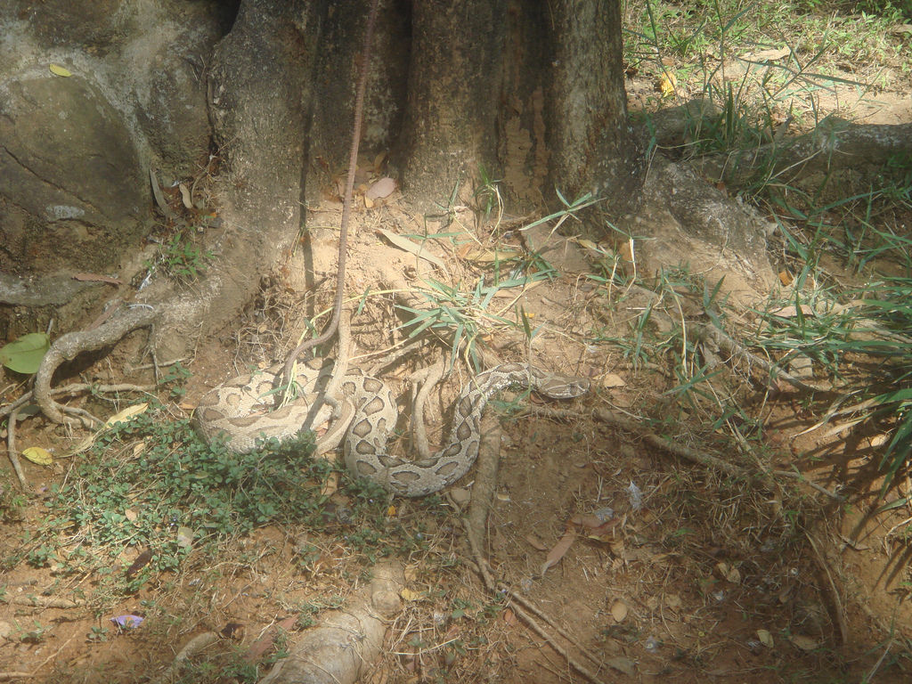  p>圆斑蝰(学名: i>daboia russelii siamensis /i>),又称百步金钱豹
