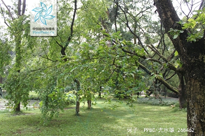 为使君子科植物诃子 i>terminalia chebula /i> retz.