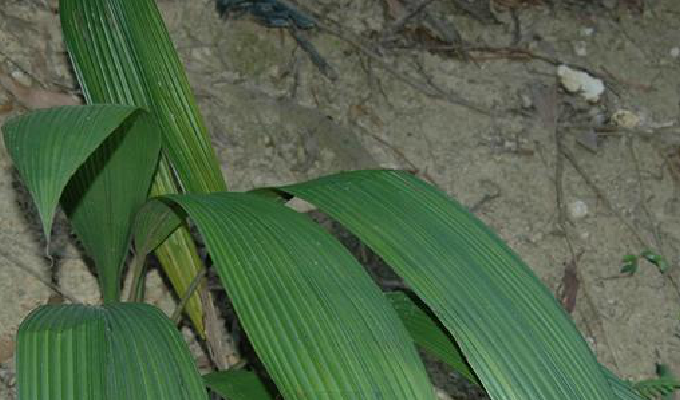  p>光叶仙茅(学名:curculigo glabrescens (ridl.) merr.