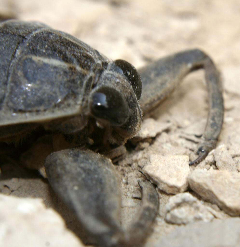 ">异翅目 /a>, a target="_blank" href="/item/负子蝽科/9937249"