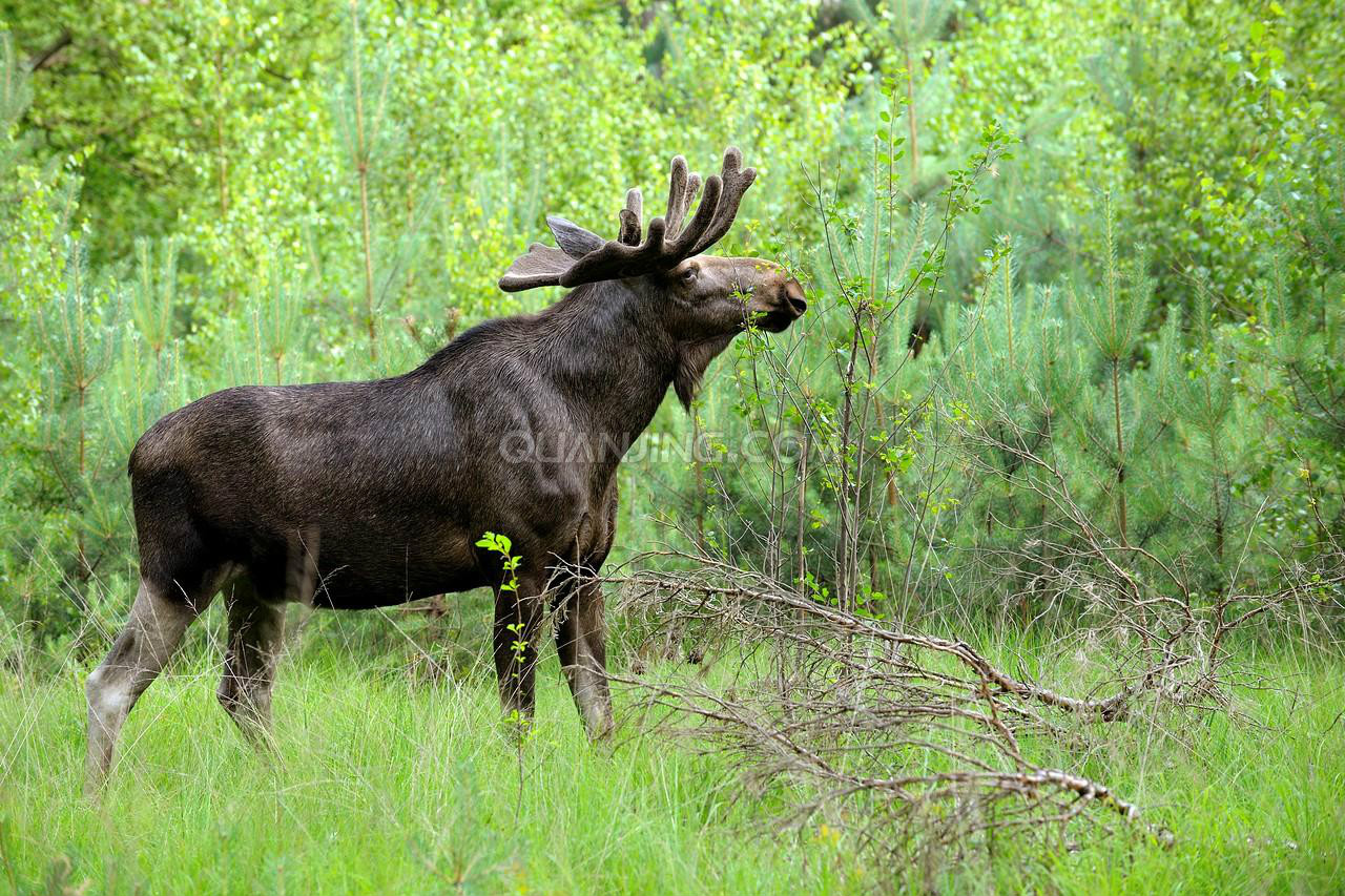  p>驼鹿指名亚种(学名: i>alces alces alces /i>)是驼鹿的亚种之一.