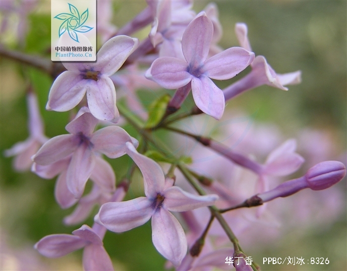  p>华丁香(学名: i>syringa protolaciniata /i> p. s.