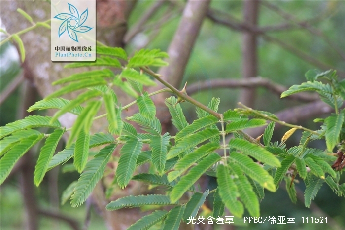  p>光荚含羞草(学名: i>mimosa sepiaria  /i>benth i>.