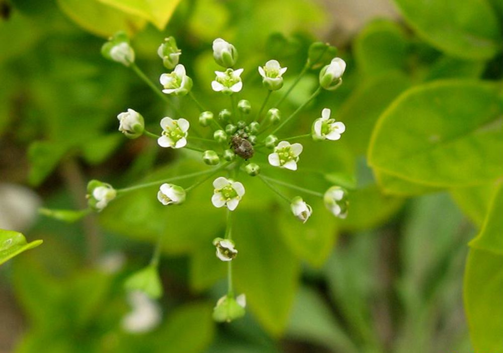  p>芨芨菜,学名荠菜,是人们喜爱的一种 a href="#" data-lemmaid="
