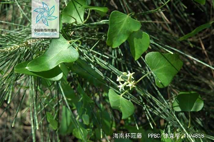 p>海南杯冠藤(学名:cyathella insulana (hance) tsiang et zhang)是