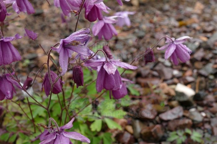 makino〕是毛茛科天葵属多年生小 a href="#">草本 /a>植物,块根长