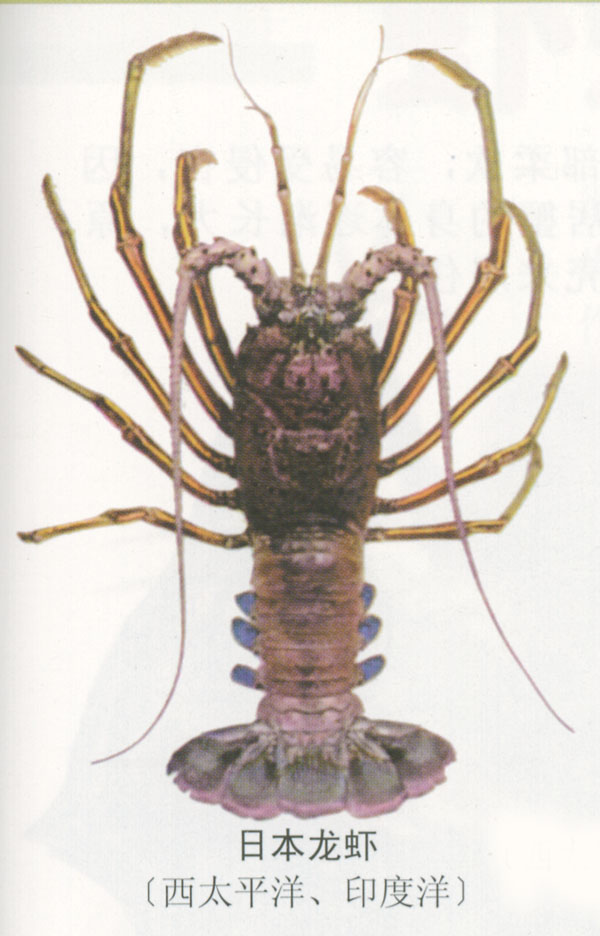  p>寄居蟹属于节肢动物甲壳纲十足目下的异尾类,而我们常说的螃蟹属于