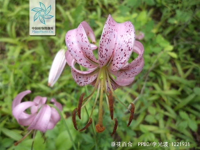 是百合科百合属植物.