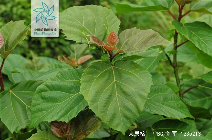  p>大果榕(学名: i>ficus auriculata  /i>lour.
