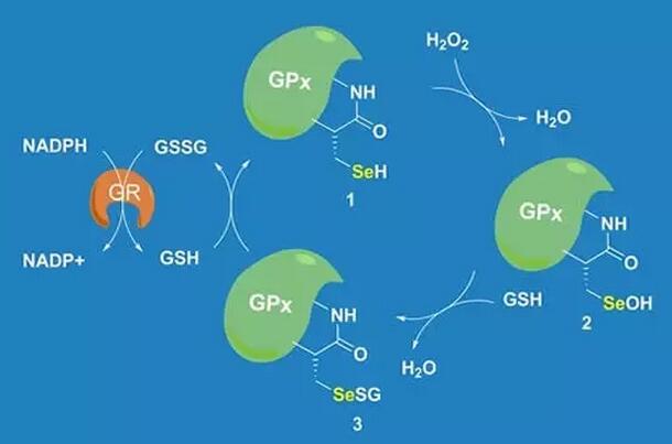 氧化羟基自由基