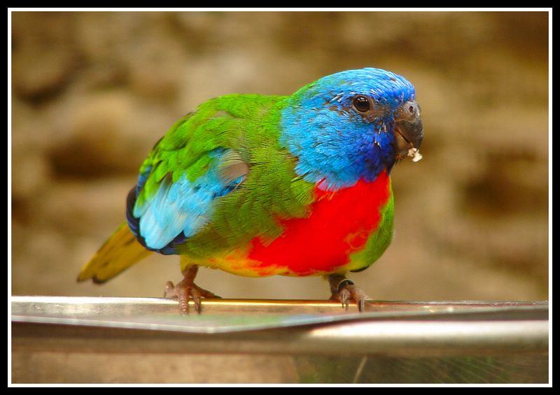  p>鲜红胸鹦鹉(学名: i>neophema splendida /i> )是典型的 a href="