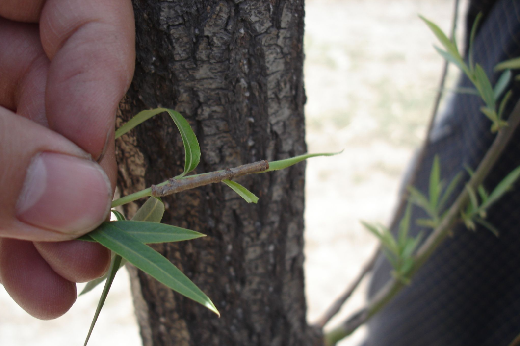  p>柳厚壁叶蜂pontania bridgmannii cameron又名柳瘿叶蜂.