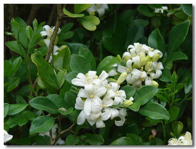  p>九里香(学名:murraya exotica),又称: a href="#" data-lemmaid="