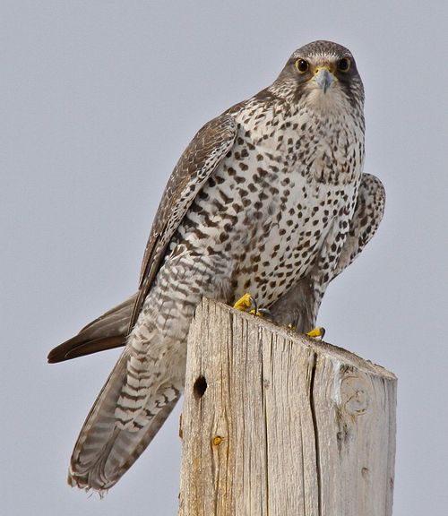  p>矛隼(学名: i>falco rusticolus /i>):是隼科的一种,体长60厘米