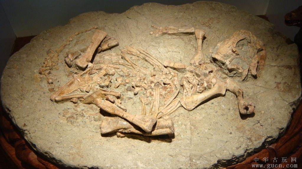  p>蒙古鹦鹉嘴龙(psittacosaurus mongoliensis)是鹦鹉嘴龙下的一个种