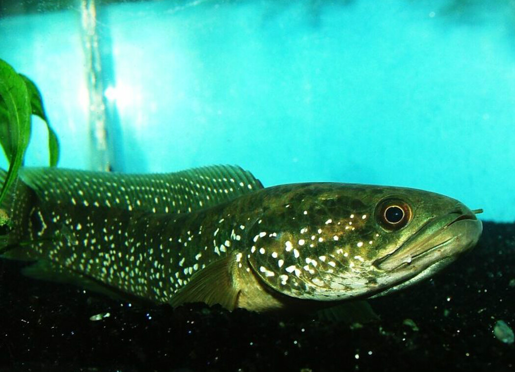  p>珍珠赤雷龙,学名月鳢(channa asiatica),鲈形目,鳢亚目,鳢科,鳢属.