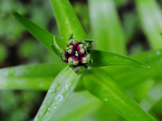  p>小鳞茎多数 i>(notholirion campanulatum) /i>是百合科草本植物