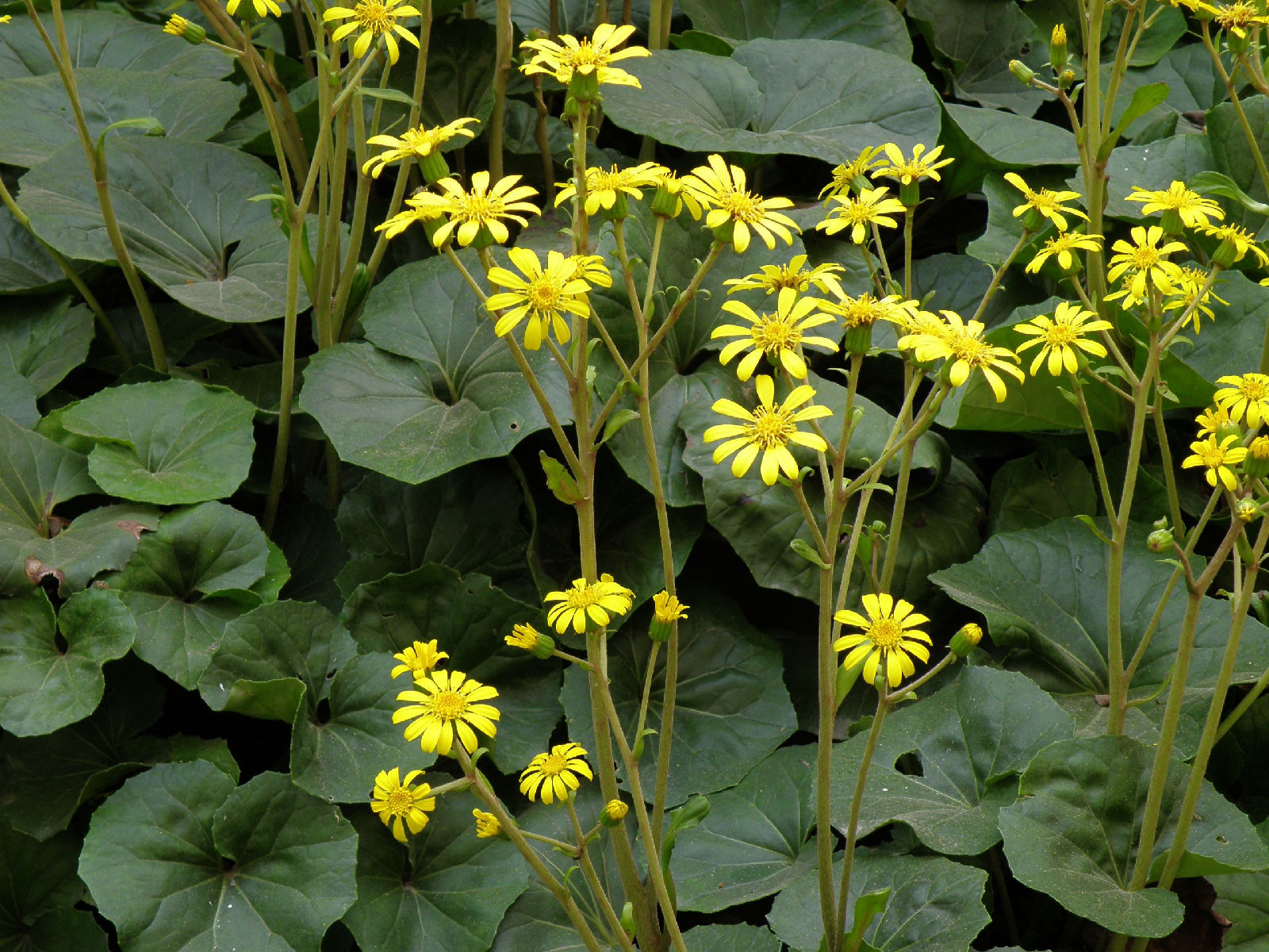 f.) kitam.),是菊科大吴风草属多年生葶状草本植物.