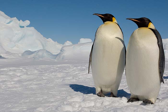  p data-id="gnsqdxvtmd">帝企鹅(学名: i>aptenodytes forsteri /i>)