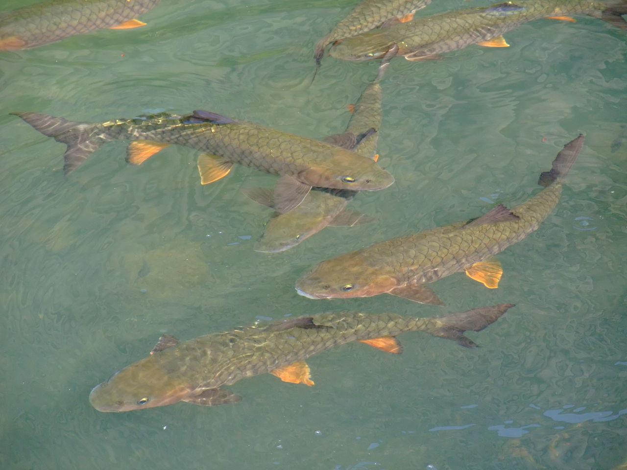  p data-id="gnawg6lksc">我国溪鱼种类繁多,有