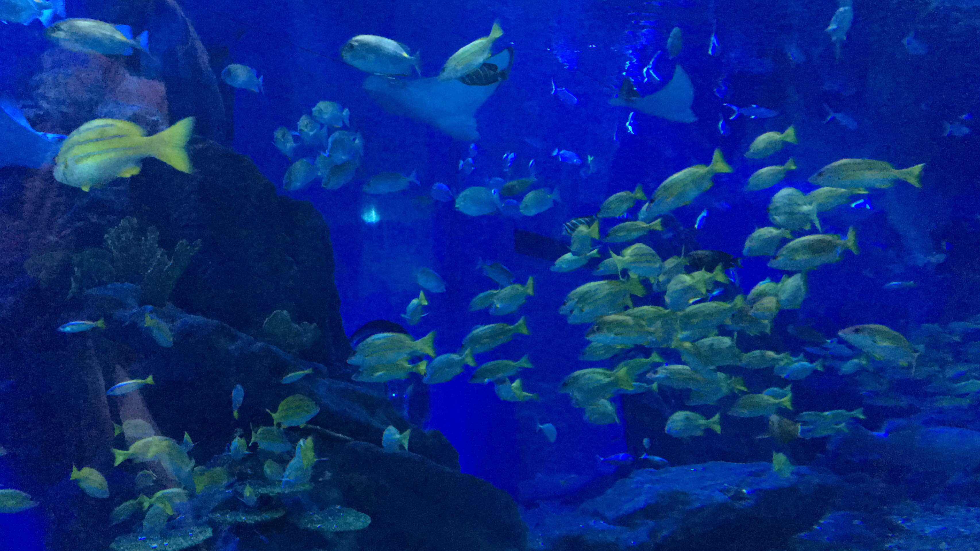 武汉海昌极地海洋公园