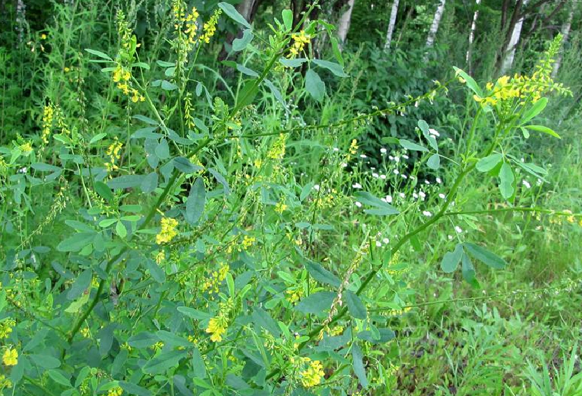 是豆科,草木犀属二年生 a href="#" data-lemmaid="541696">草本 /a>