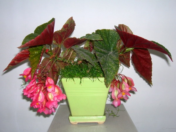 竹节海棠花