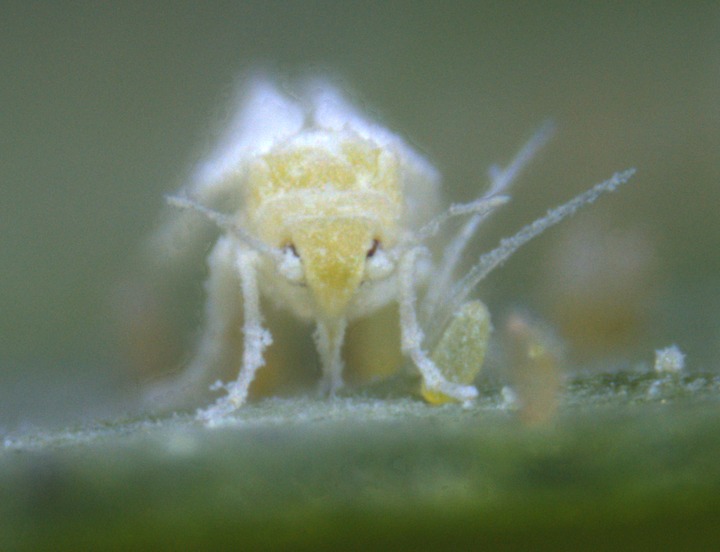 烟粉虱属渐变态昆虫,其个体发育分卵,若虫,成虫3个阶段.