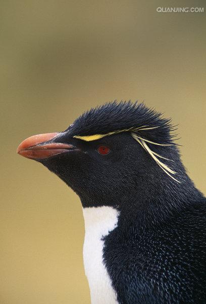  p>冠企鹅属, 是企鹅科的一个属, 也称角企鹅属.