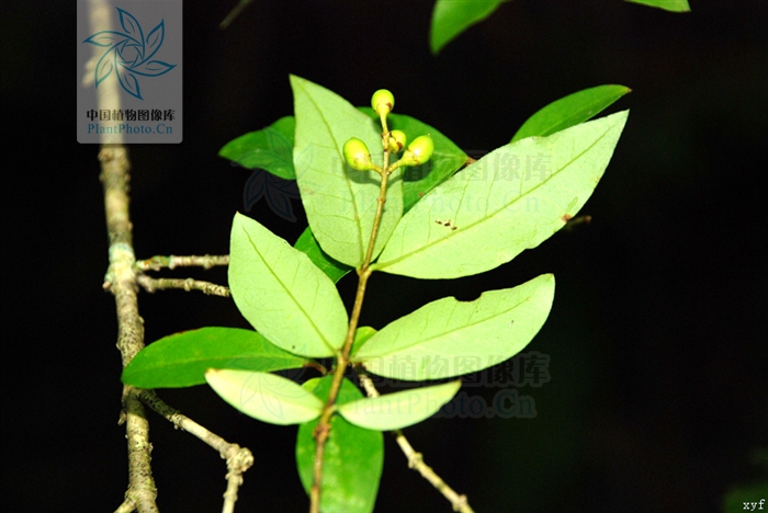 ligustrum expansum rehd.