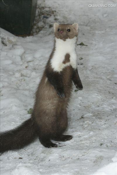  p>石貂(学名: i>martes foina /i>),是 a target="_blank" href="