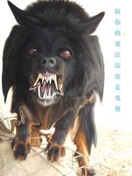  p>鬼獒是 a target="_blank" href="/item/藏獒/5311" data-lemmaid=