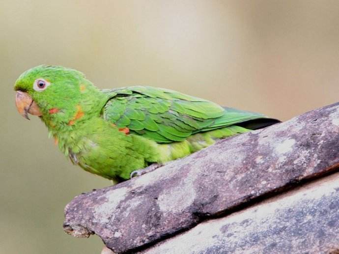 红顶锥尾鹦鹉委内瑞拉亚种