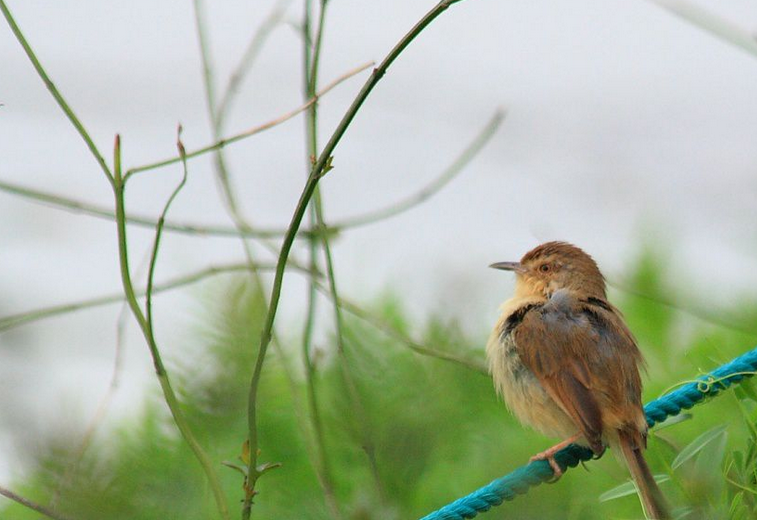  p>芦蝈蝈学名大苇莺,俗称大苇扎,苇串儿及芦蝈蝈.