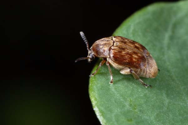 mexican bean weevil