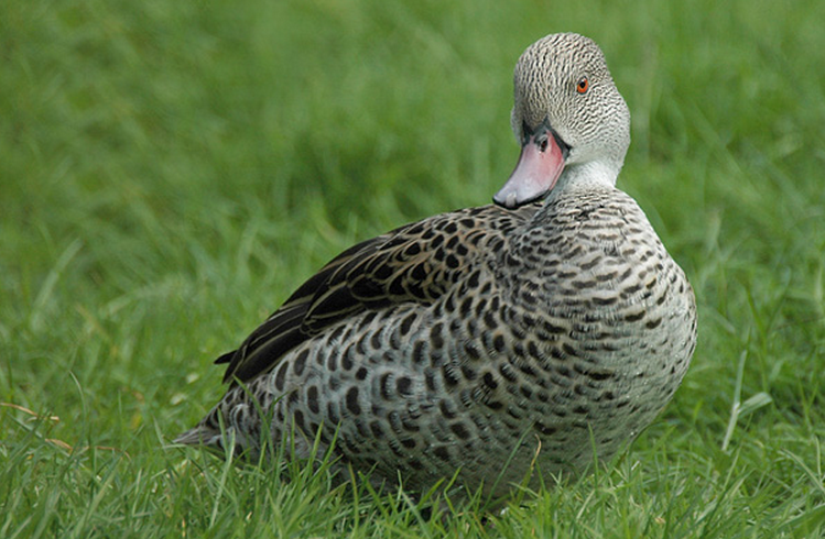  p>绿翅灰斑鸭,分布于非洲中南部地区,列入 a target="_blank" href="