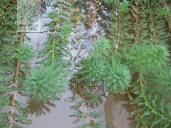 myriophyllum tetrandrum roxb.